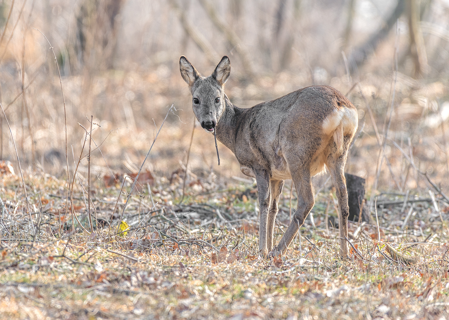 Das Reh (Capreolus capreolus)