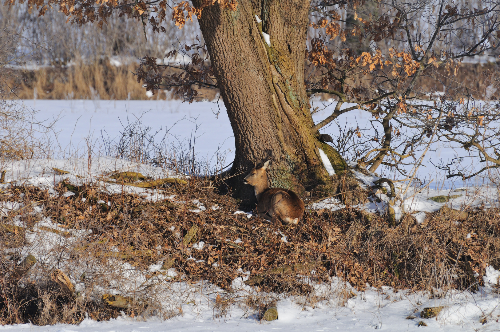 Das Reh genießt die schon kräftige Frühlingssonne nach dem harten Winter