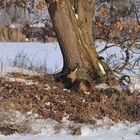 Das Reh genießt die schon kräftige Frühlingssonne nach dem harten Winter