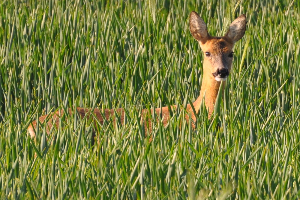 Das Reh im Feld Foto Bild tiere wildlife s ugetiere Das Reh im Feld Foto Bild tiere wildlife s ugetiere