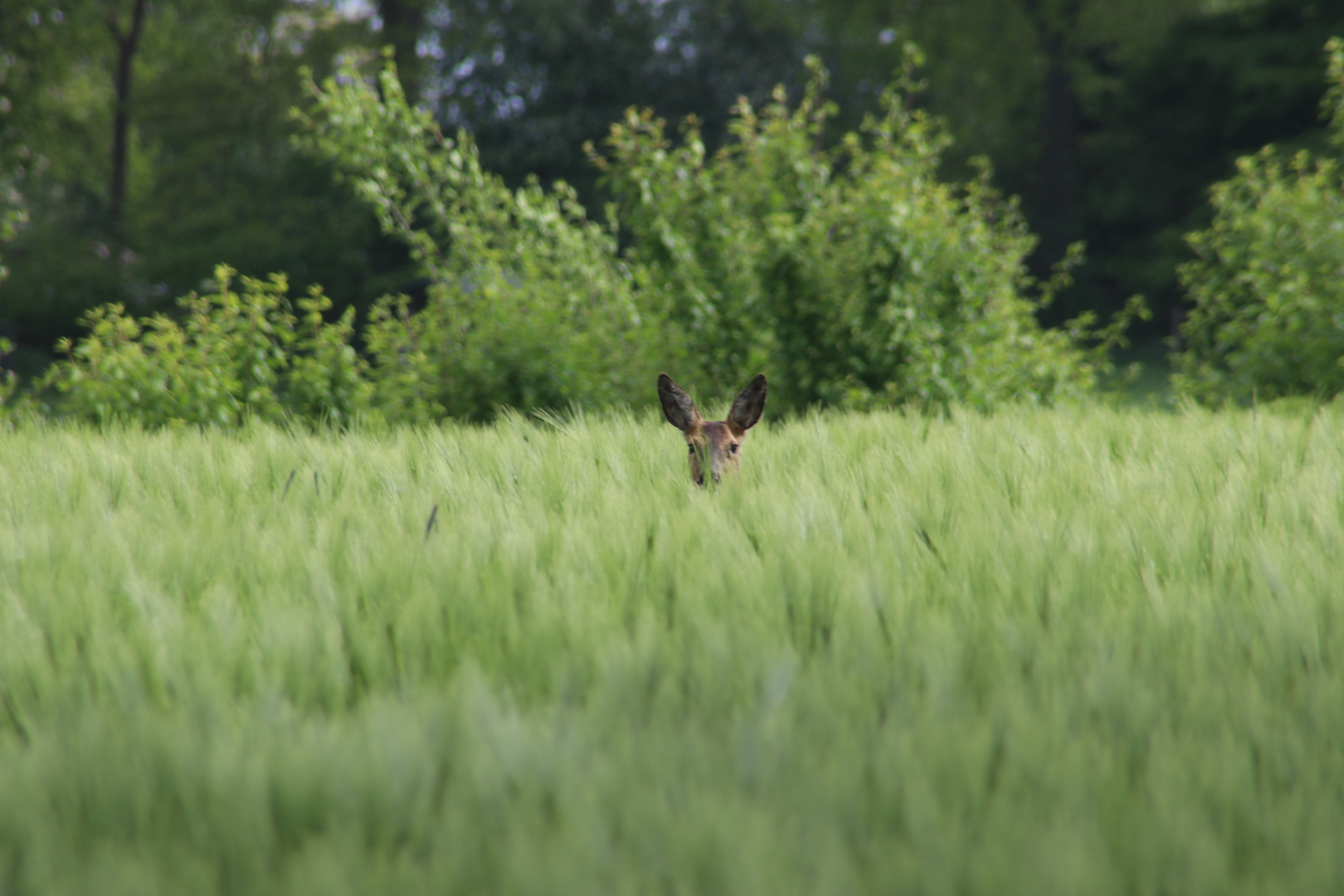 Das Reh im Feld 