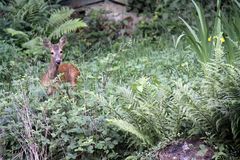 Das Reh im Garten