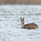 Das Reh im Schnee