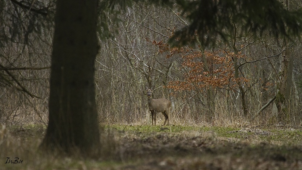 Das Reh im Wald