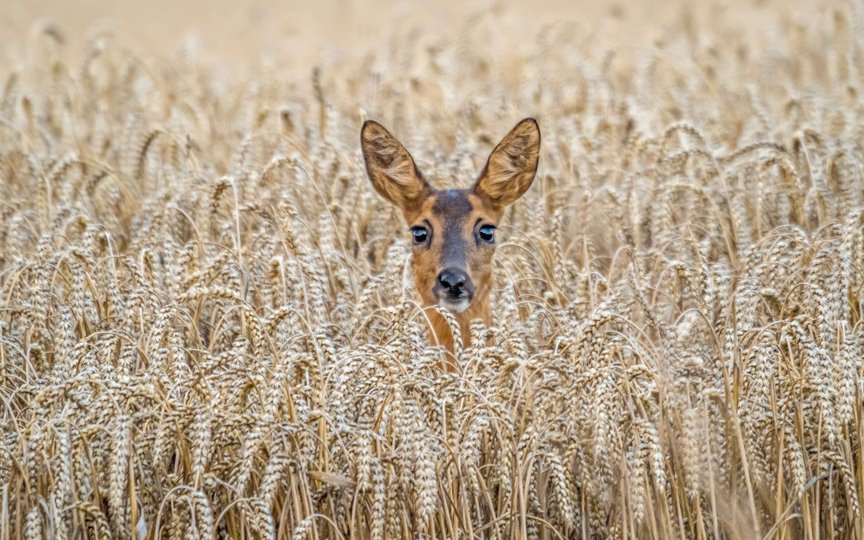 Das Reh im Weizenfeld