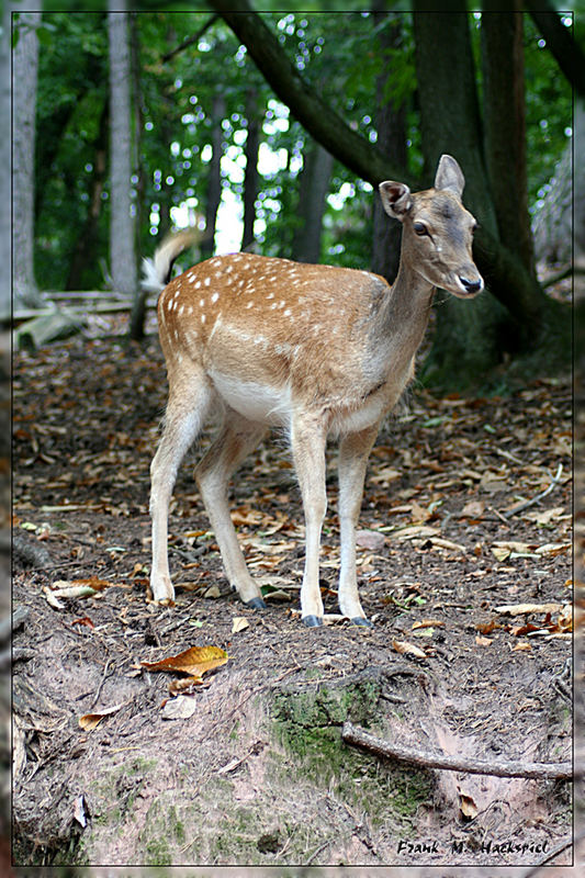 Das Reh lebt wild und meist in Rudeln, am besten schmeckts zu breiten Nudeln