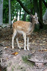 Das Reh lebt wild und meist in Rudeln, am besten schmeckts zu breiten Nudeln