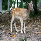 Das Reh lebt wild und meist in Rudeln, am besten schmeckts zu breiten Nudeln