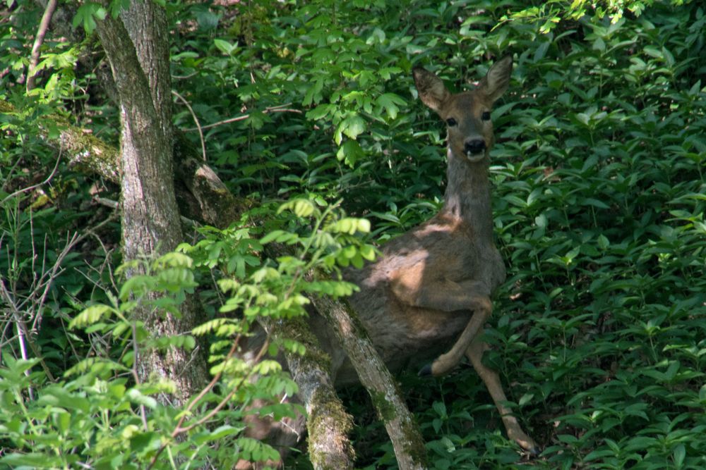 Das Reh (Ricke/Geiss) lockt den Bock an