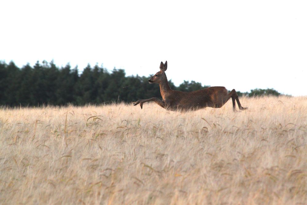 ...das Reh springt hoch, das Reh springt weit, warum auch nicht, es hat ja Zeit! Foto & Bild