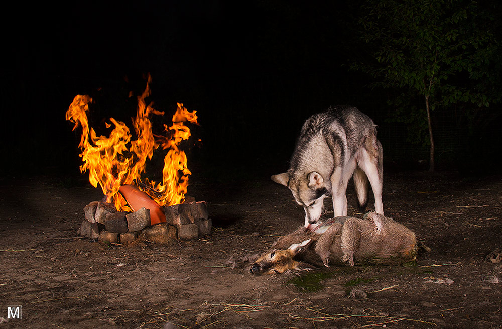 Das Reh und der Wolf....