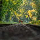 Das Reh wartet wohl auf den Zug! :-)