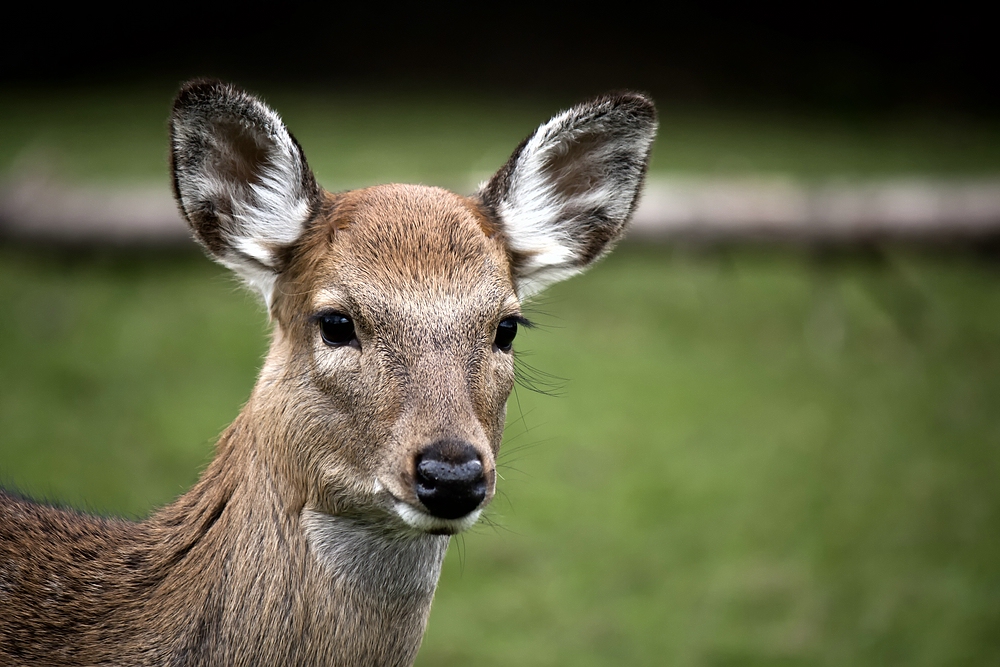 Das Reh zum Hirsch