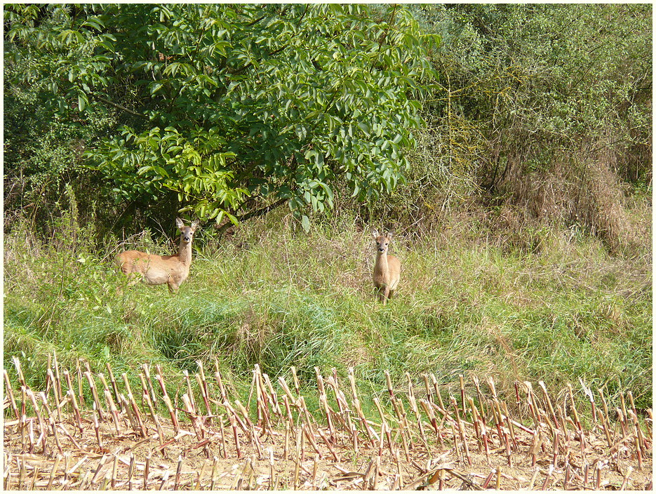 Das Rehlein im Walde