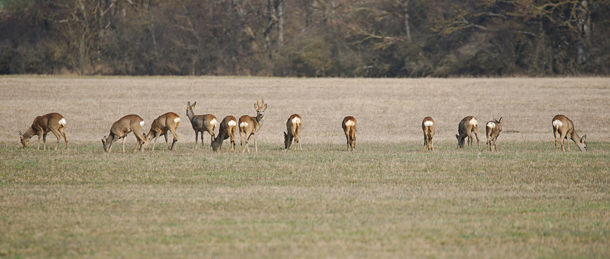 Das Rehwild...