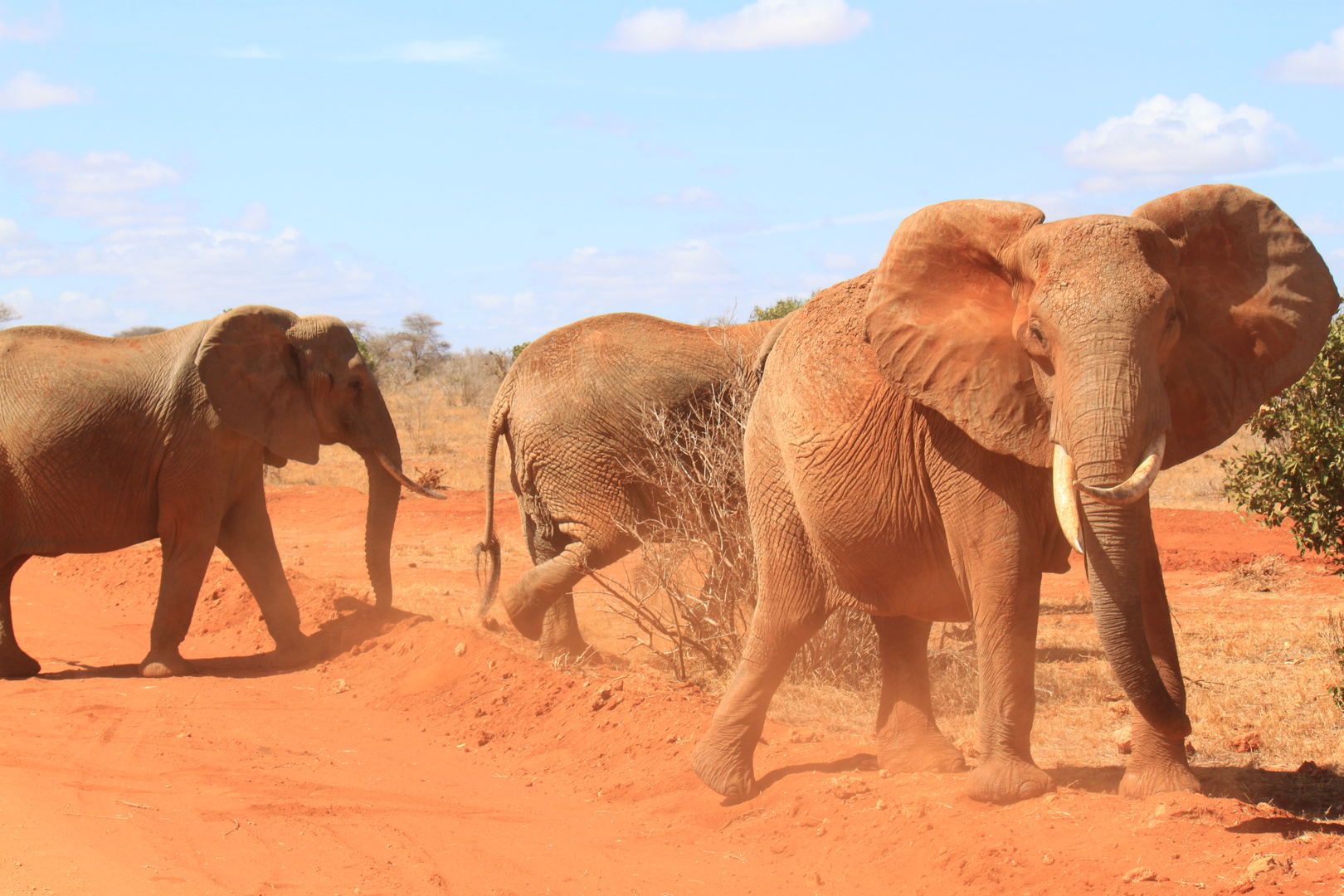 Das Reich der Elefanten im Tsavo Ost Nationalpark