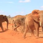 Das Reich der Elefanten im Tsavo Ost Nationalpark