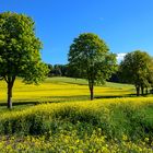 Das Reitlingstal im Elm, östlich von Braunschweig