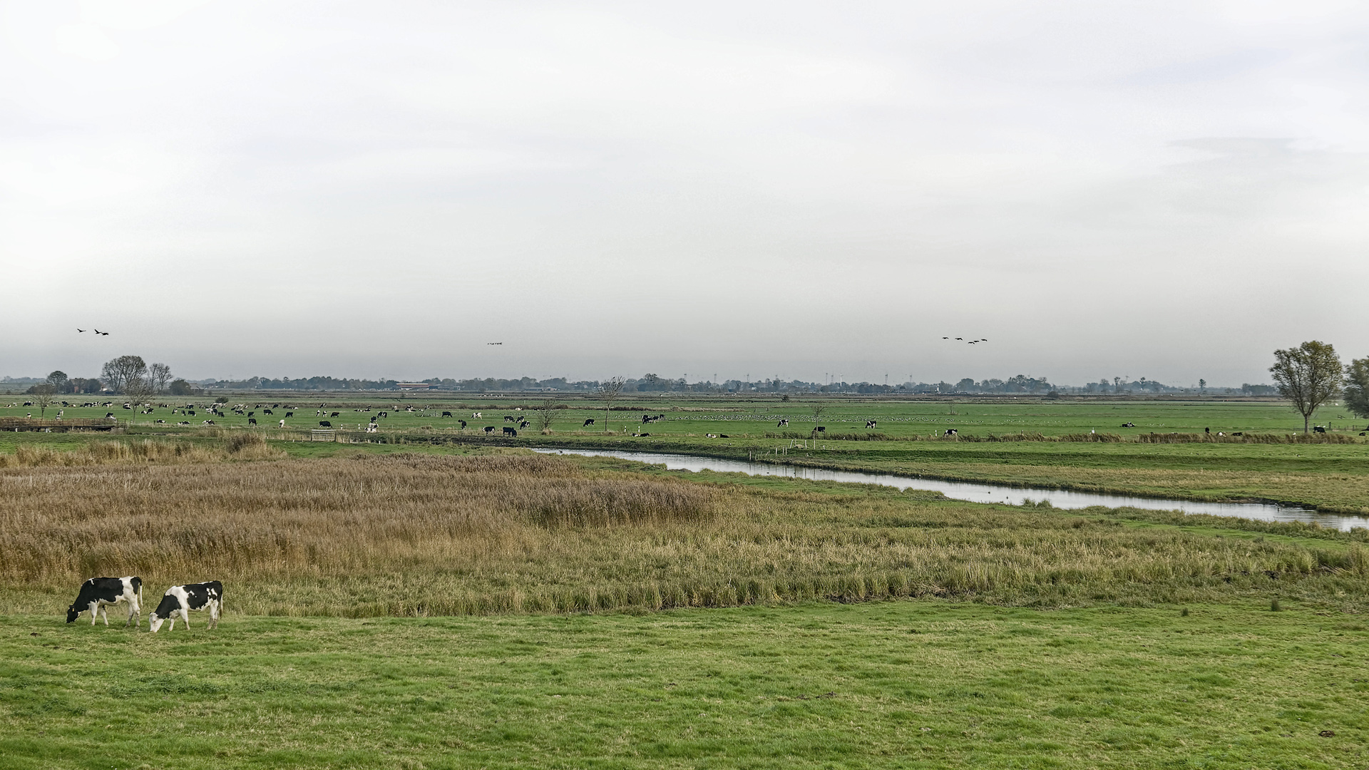 Das Rheiderland, vom Seedeich aus gesehen - nix als Kühe, Gänse, Wiesen und Wasser!