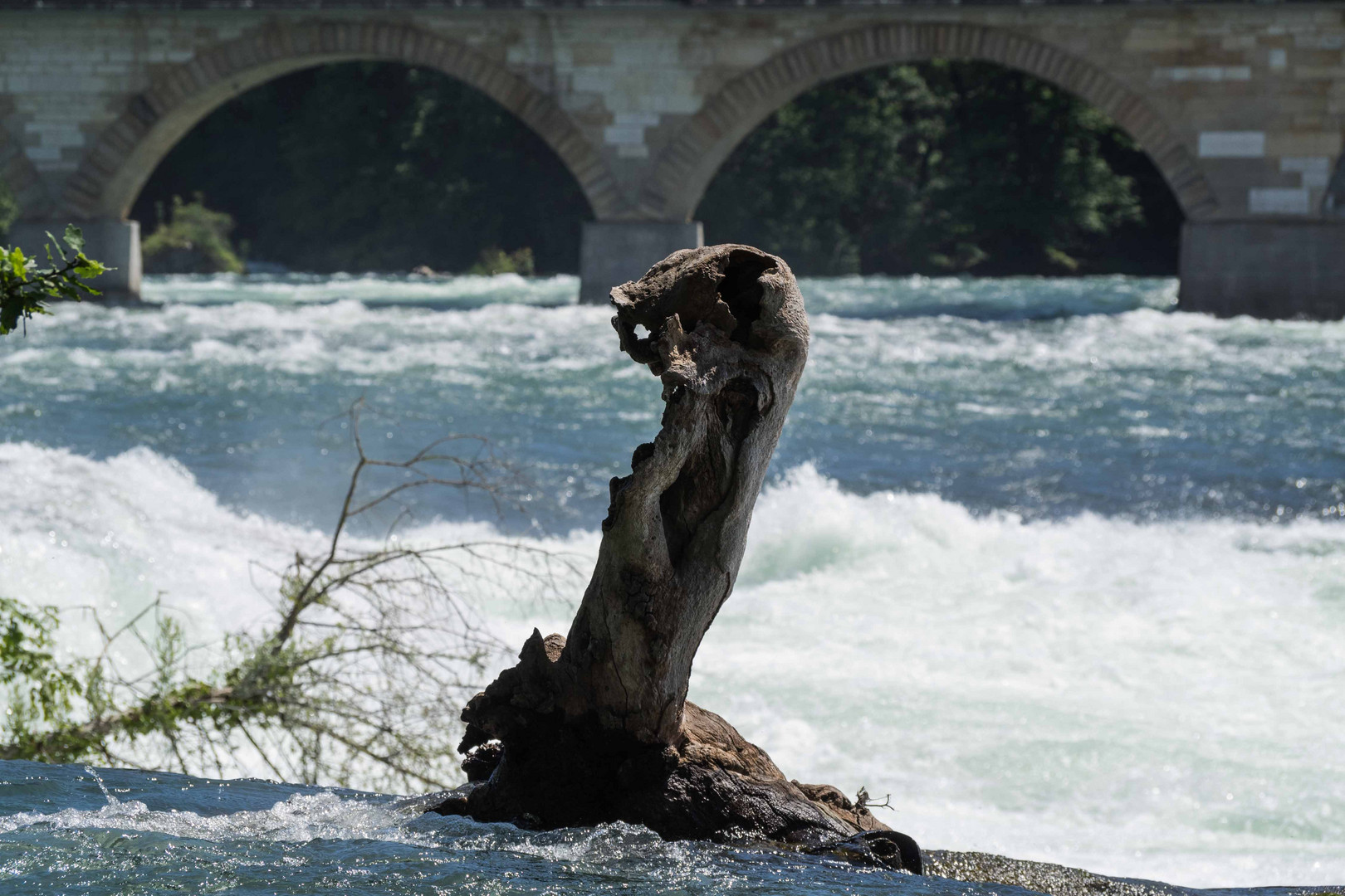 Das Rheinfall-Ungeheur