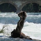 Das Rheinfall-Ungeheur