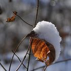 Das richtige Häubchen ...