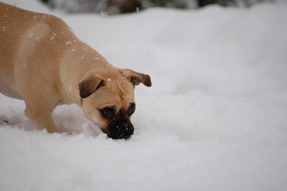 Das riecht nach Schnee