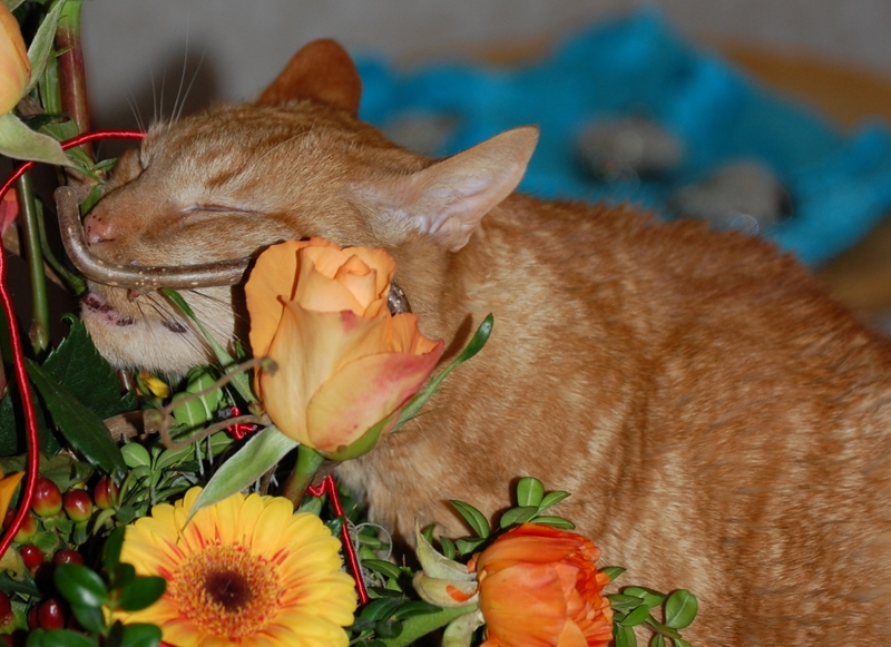 Das riecht so gut Foto & Bild tiere, haustiere, katzen Bilder auf