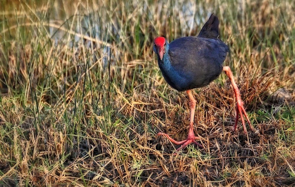 das "RIESEN LATSCHEN PURPUR HUHN" (Dokubild)