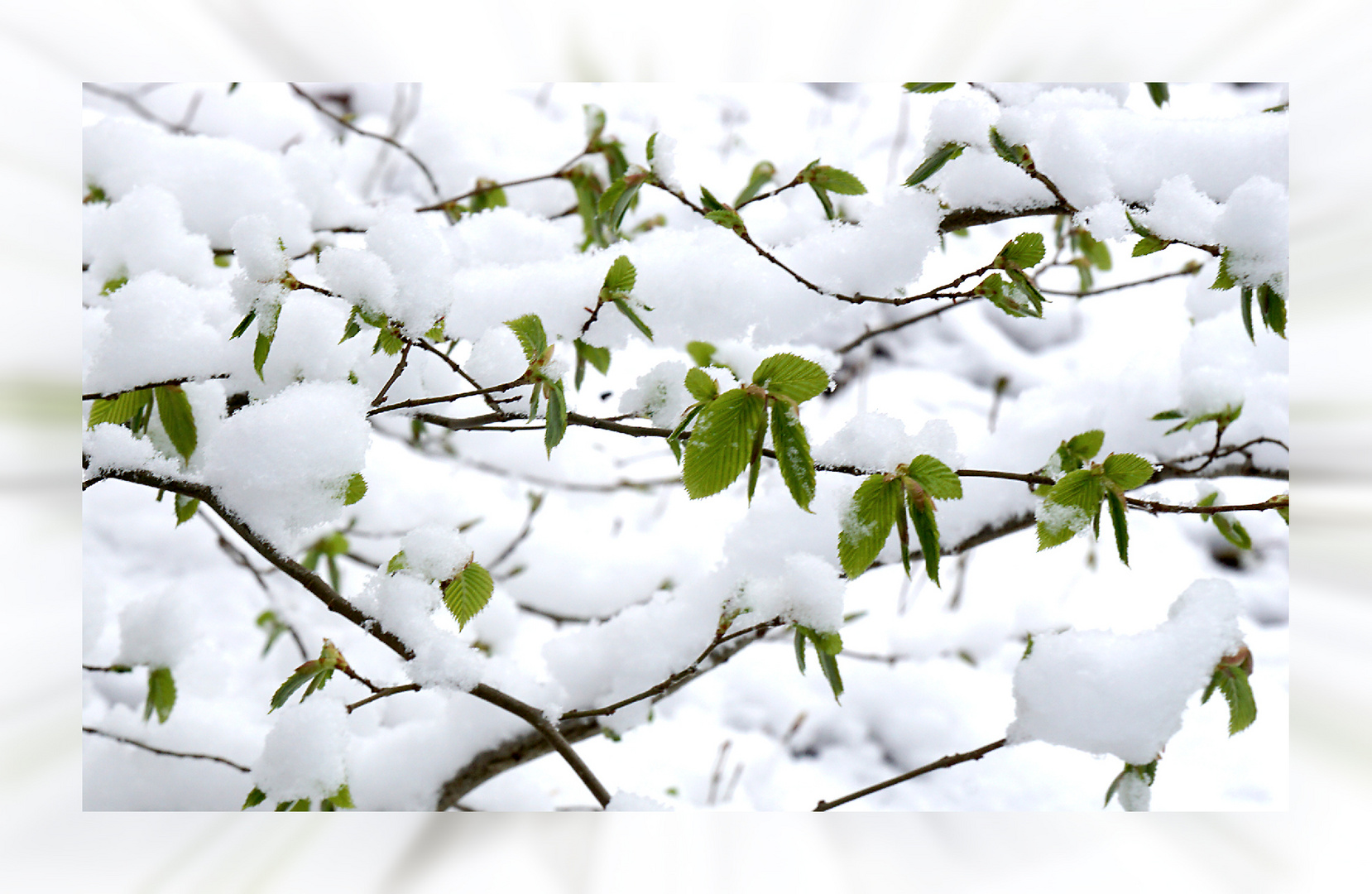 Das Ringen des Frühjahrs mit dem Winter