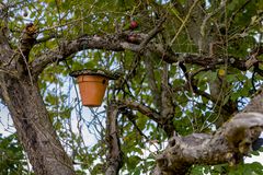 Das " Ritz " Bird Hotel 