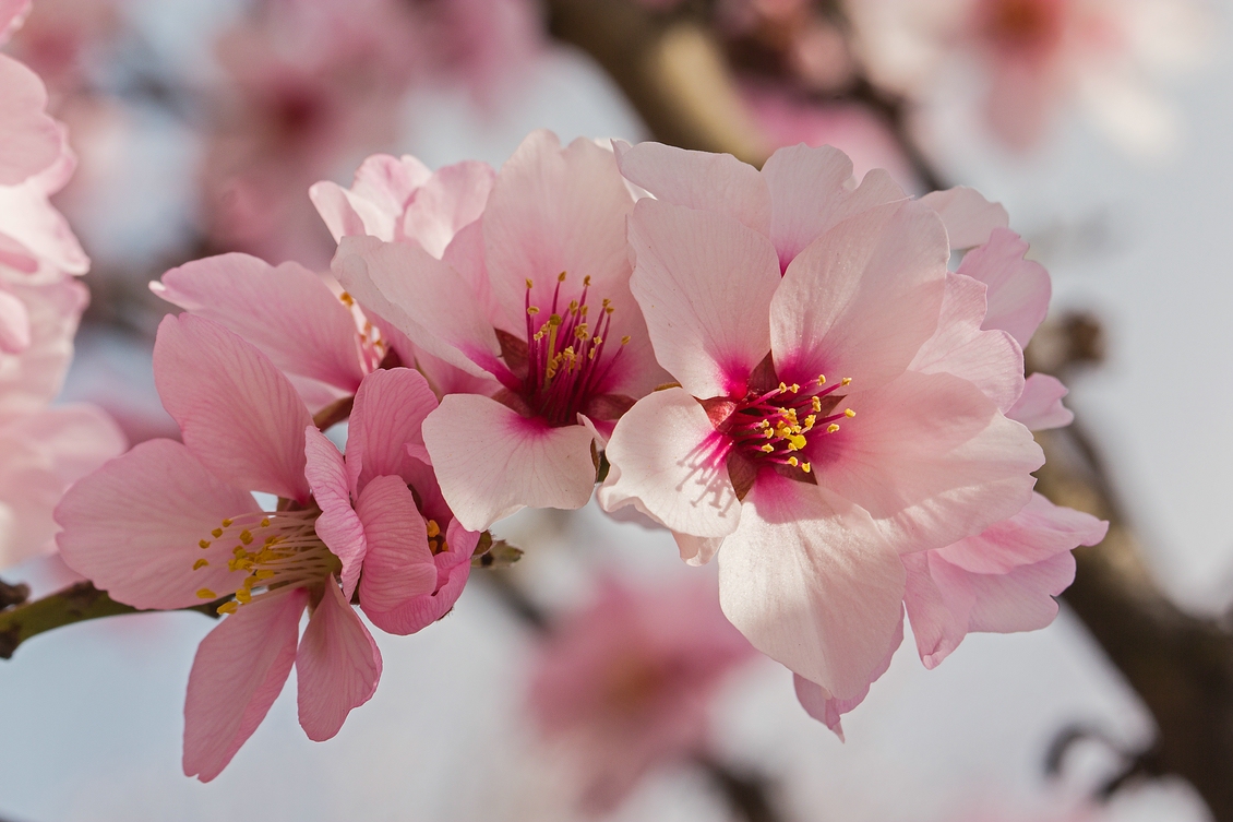 Das rosa Leuchten......