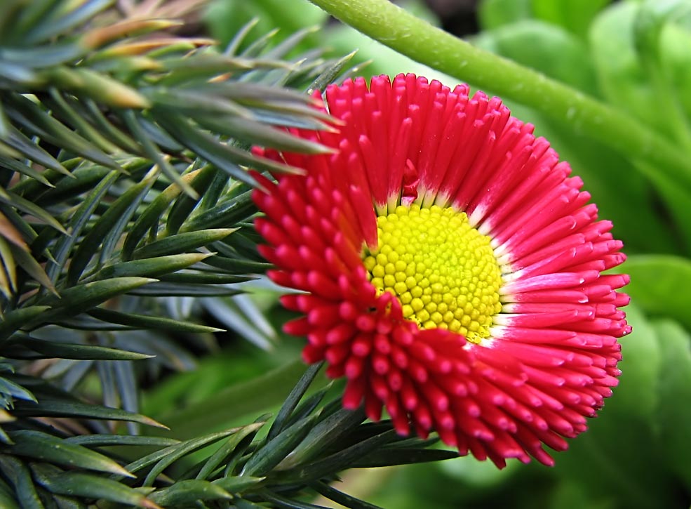 das rosarote Gänseblümchen