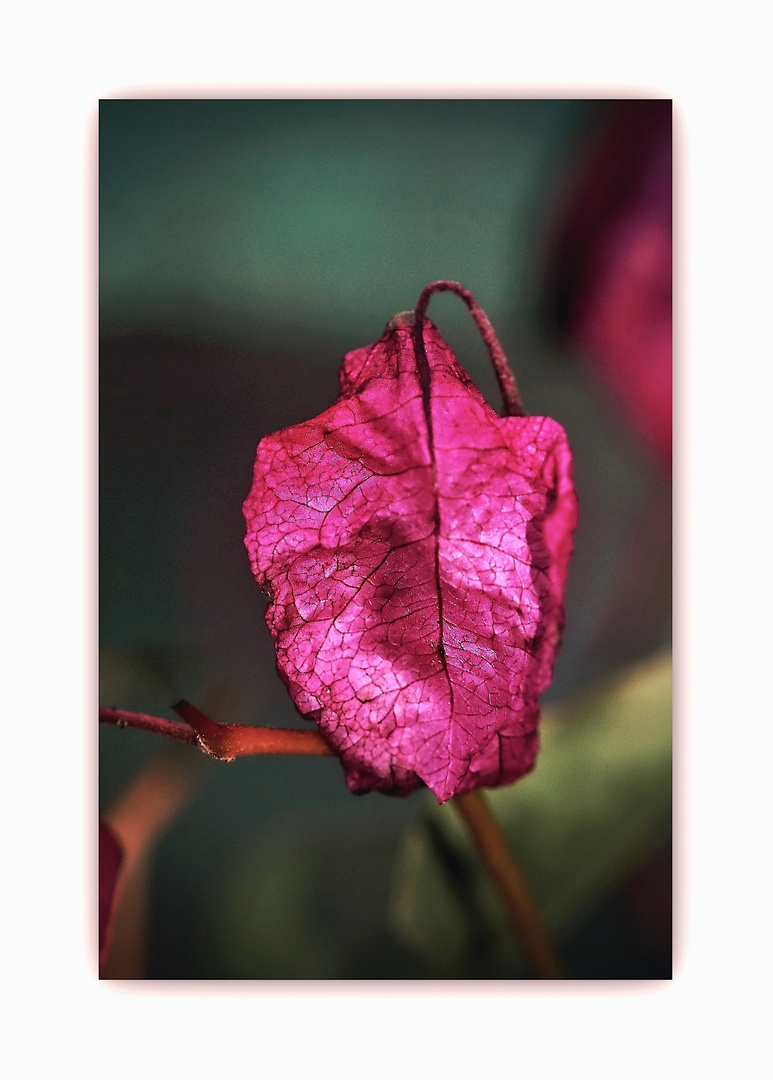 das Rot der Bougainvillea