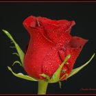 Blüten / Pflanzen