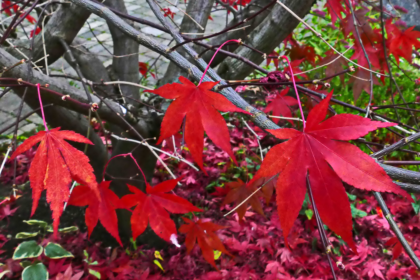 das Rot des Herbstes