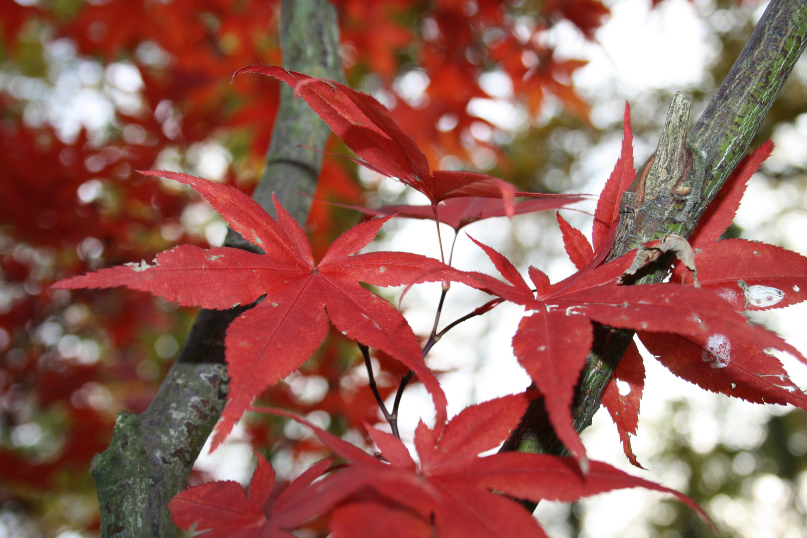 das "Rot" des Herbstes