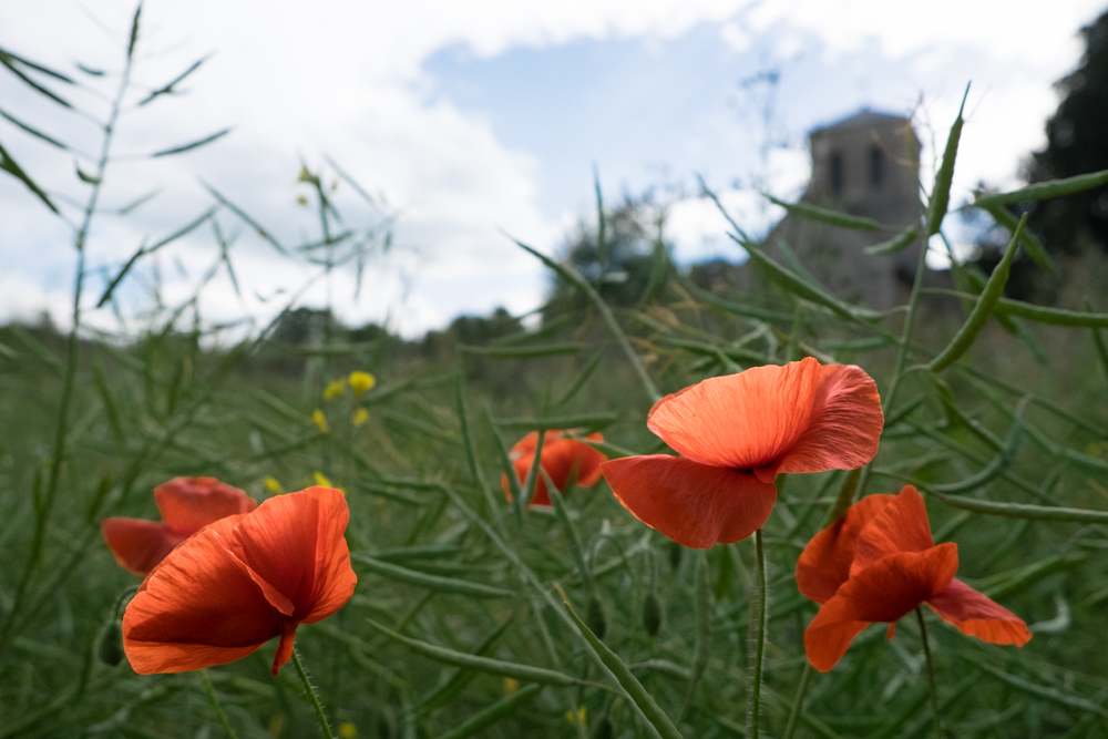 das rot im Rapsfeld