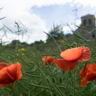 das rot im Rapsfeld