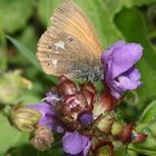 Das Rotbraune Wiesenvögelchen (Coenonympha glycerion)