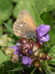 Das Rotbraune Wiesenvögelchen (Coenonympha glycerion)