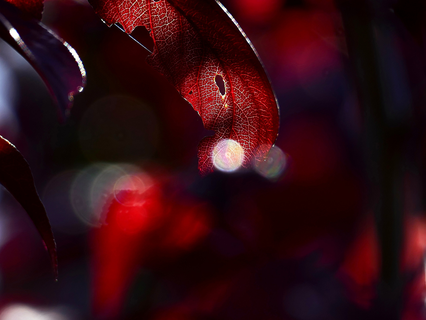 Das rote Abendlicht des Pflaumenblattes