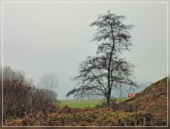 Das rote Auto