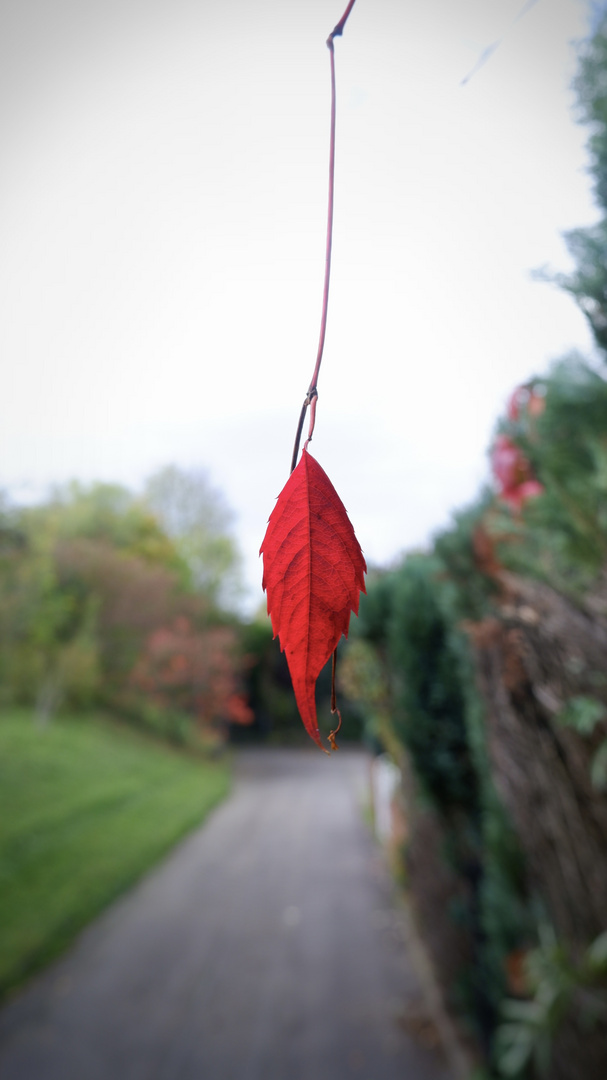 Das rote Blatt