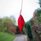 Das rote Blatt