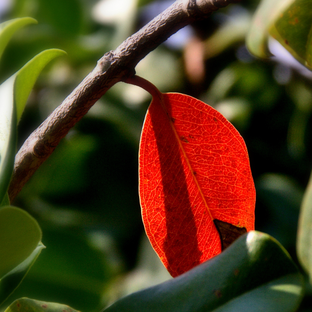 das rote Blatt...