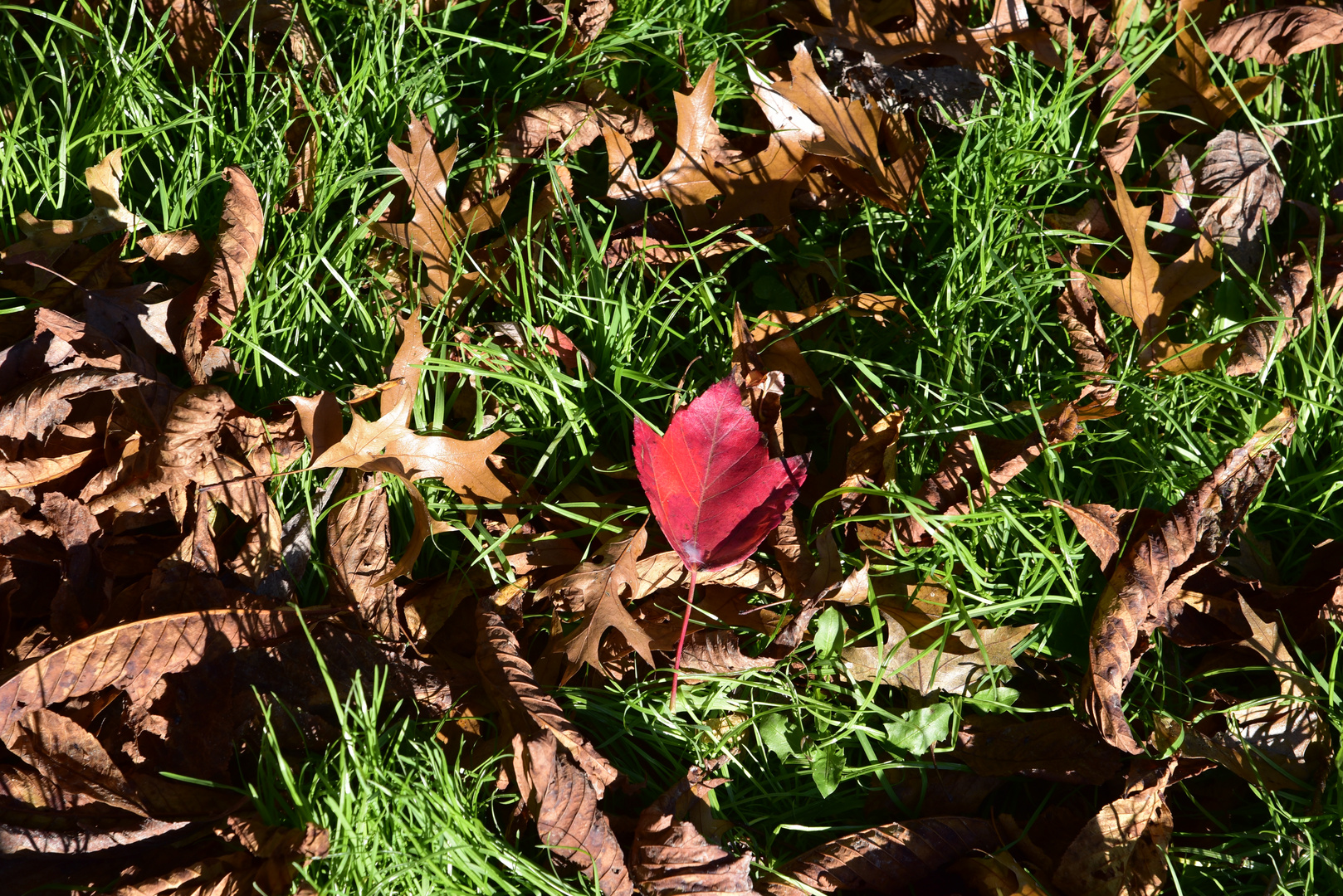 Das rote Blatt