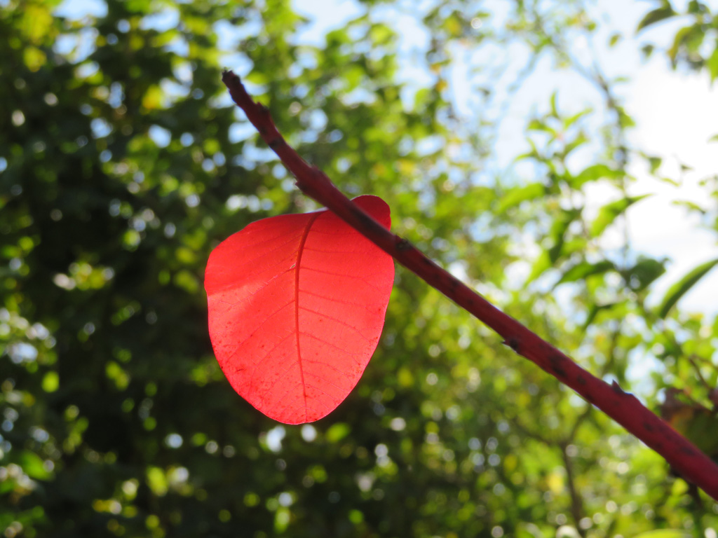  Das rote Blatt 