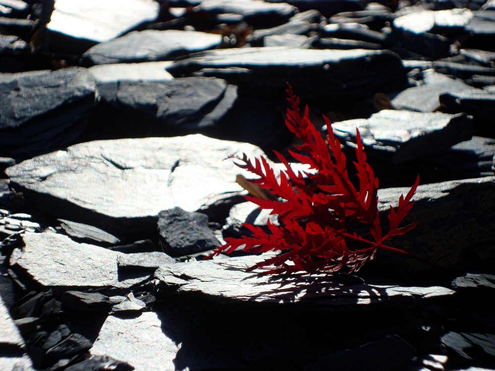 Das rote Blatt