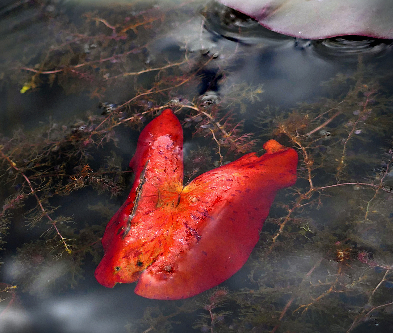 das rote Blatt